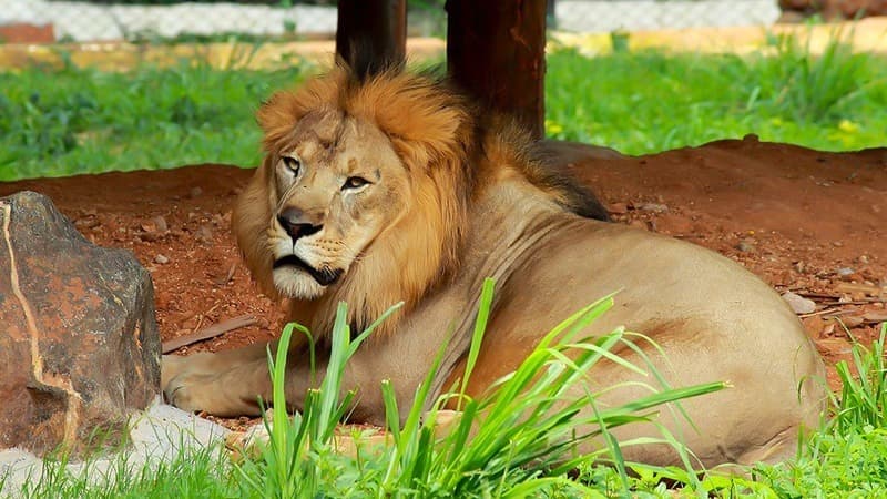 Sri Chamarajendra Zoological Gardens (Mysuru Zoo)