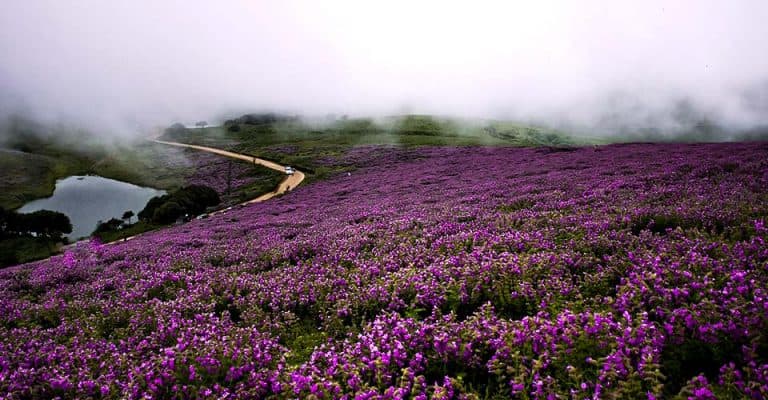 Neelakurinji: Karnataka’s 12-Year Bloom