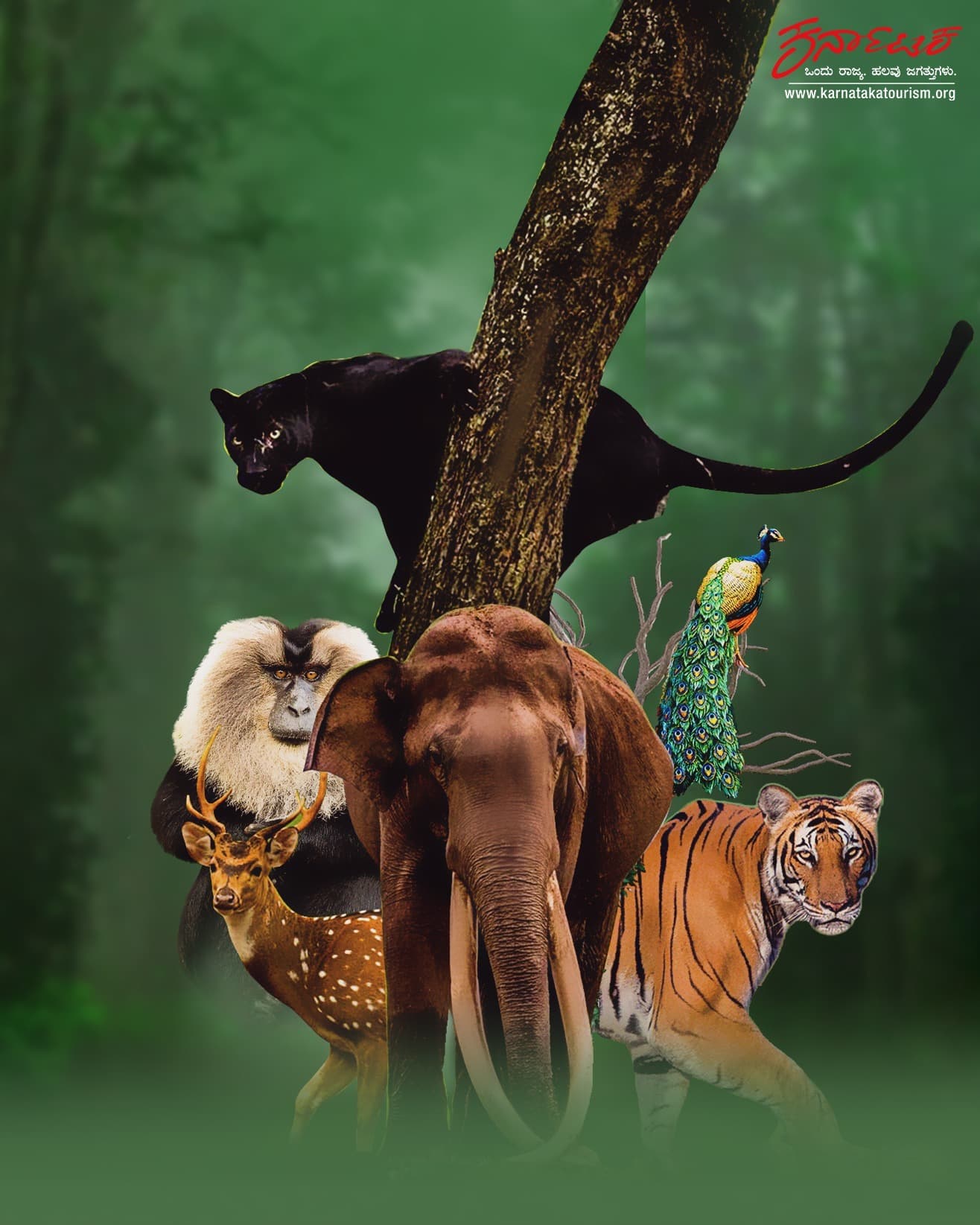 Wildlife & Safari