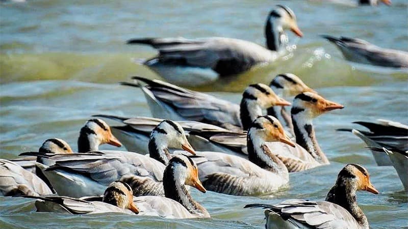 Magadi Bird Sanctuary